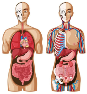 Dentrodemícuerpo